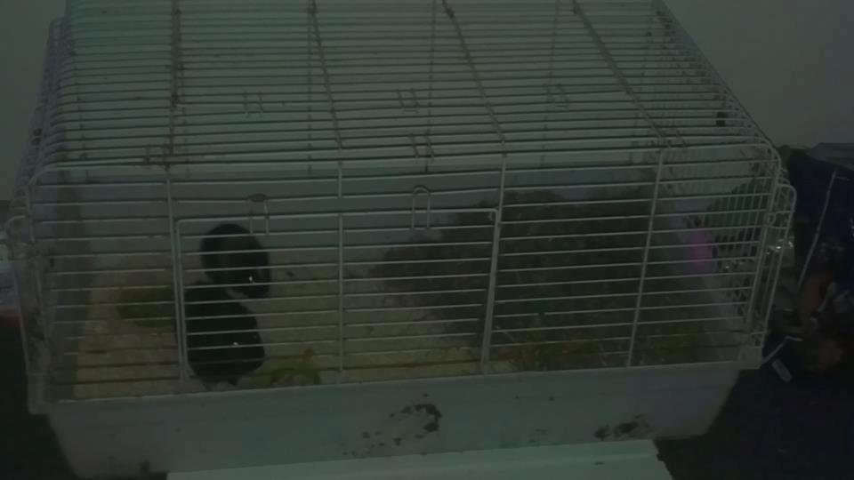 Marsvin gyldengrød billede 7