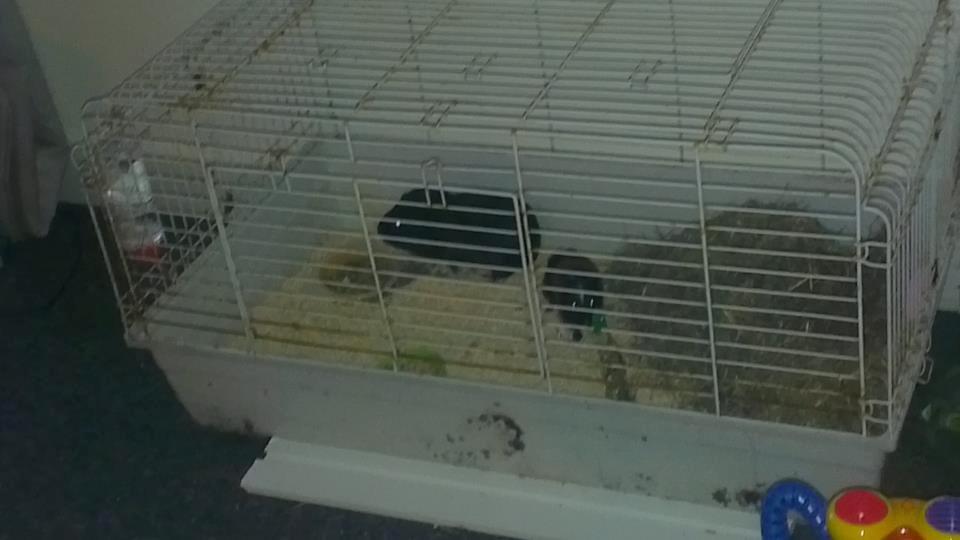 Marsvin gyldengrød - deres bur billede 8