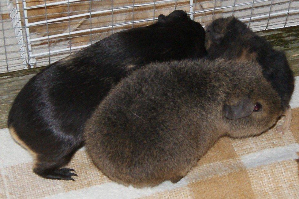 Marsvin Costalinkas LAURA billede 16