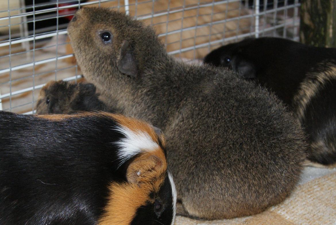 Marsvin Costalinkas LAURA billede 17