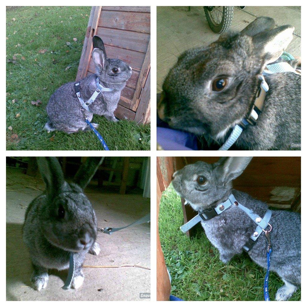 Kanin l silvi silversen hansen l .R.I.P. l billede 1