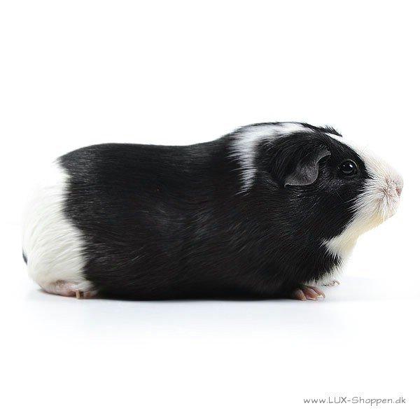 Marsvin Misha billede 19