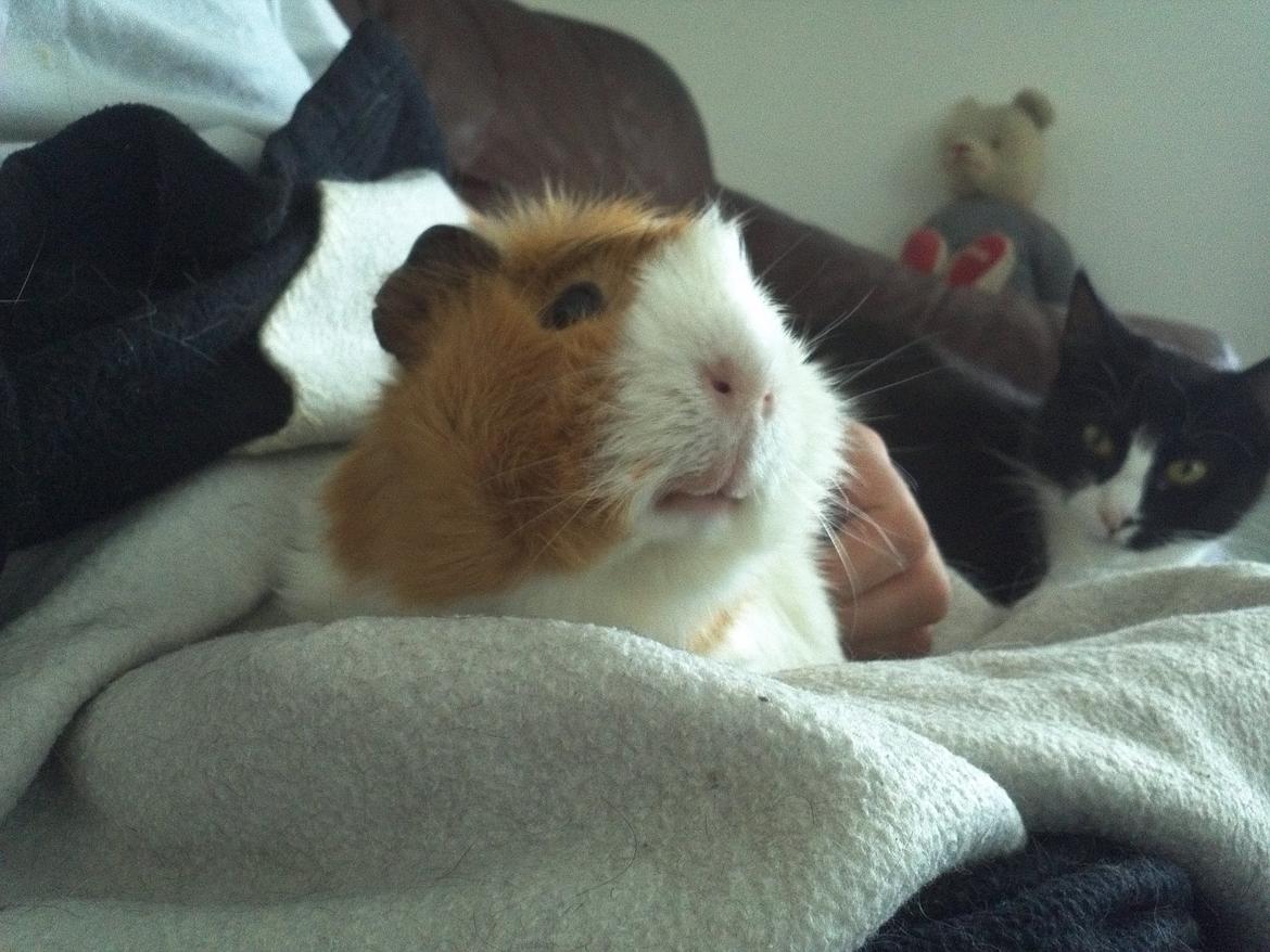 Marsvin Tom billede 2