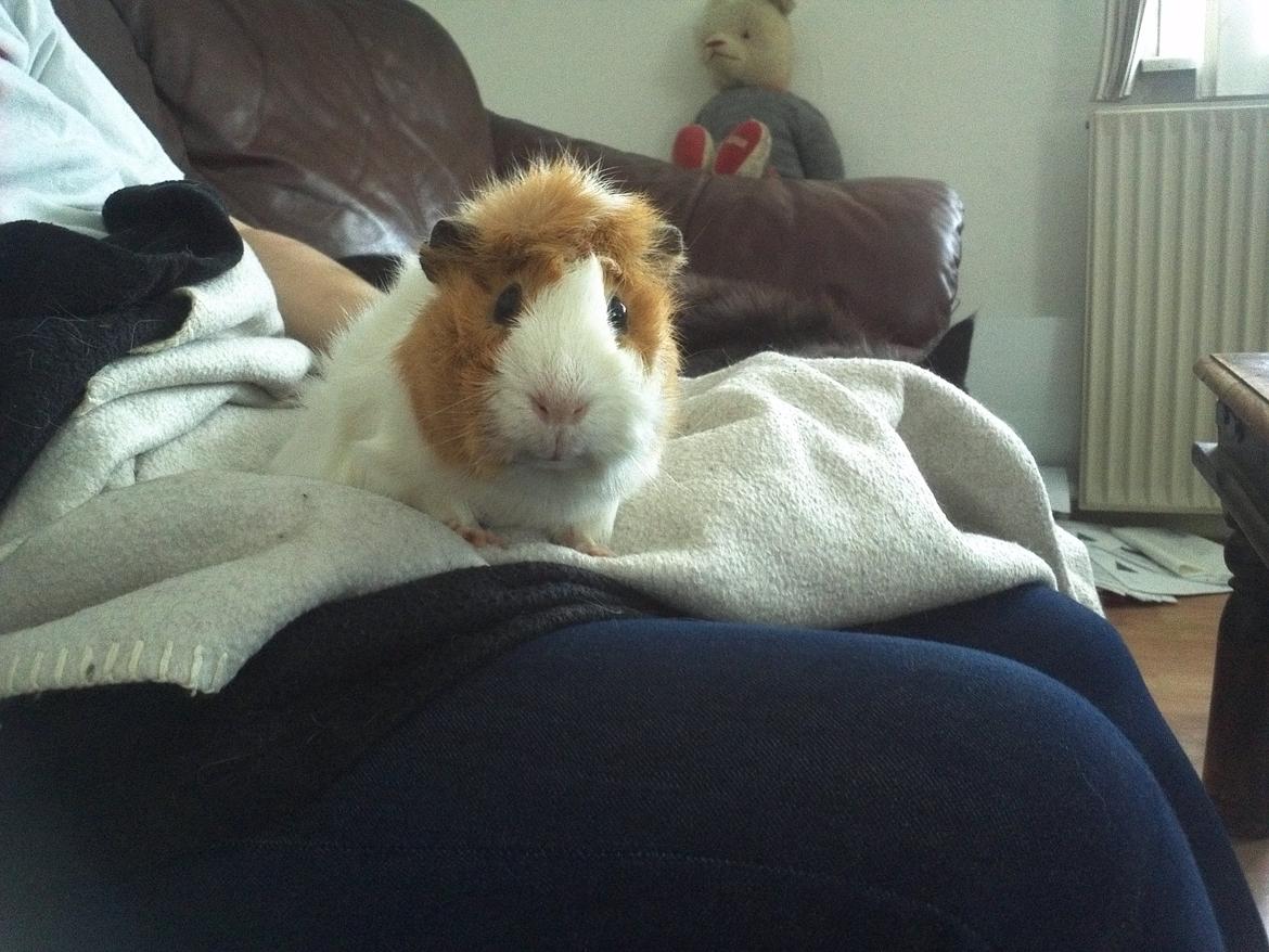 Marsvin Tom billede 3