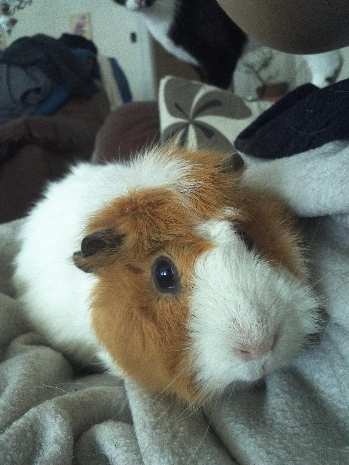 Marsvin Tom billede 4