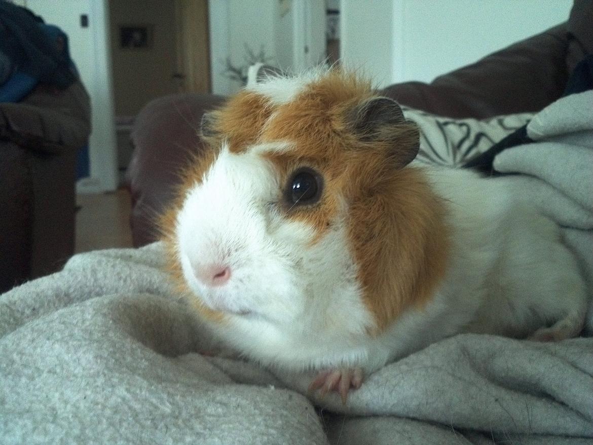 Marsvin Tom billede 5