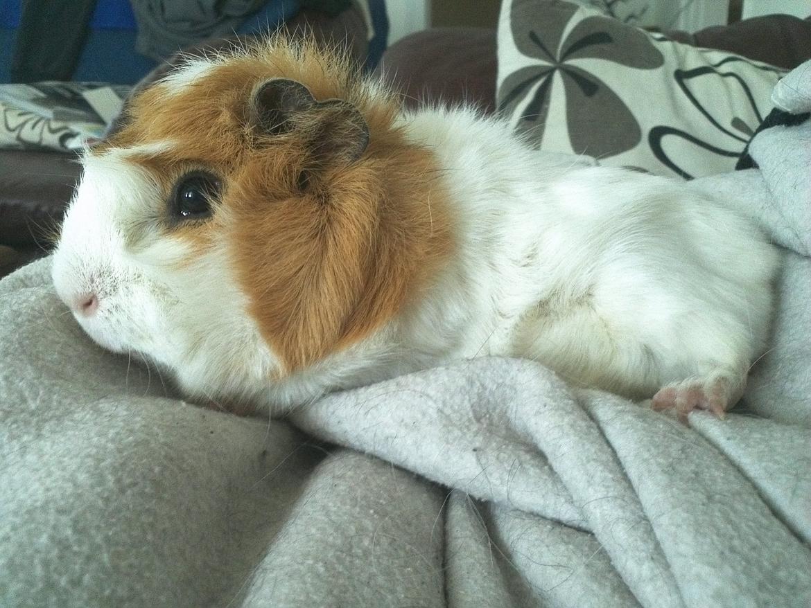 Marsvin Tom billede 6