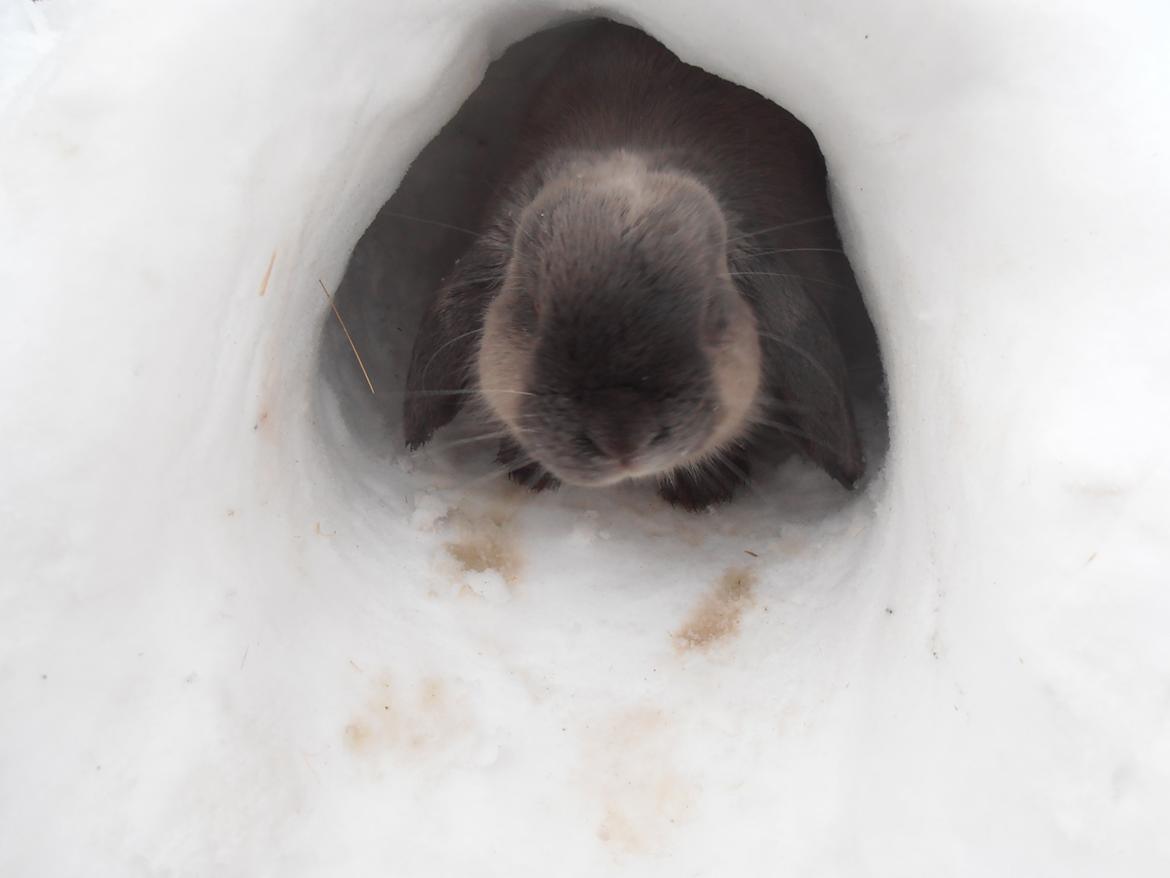 Kanin Jonas billede 2