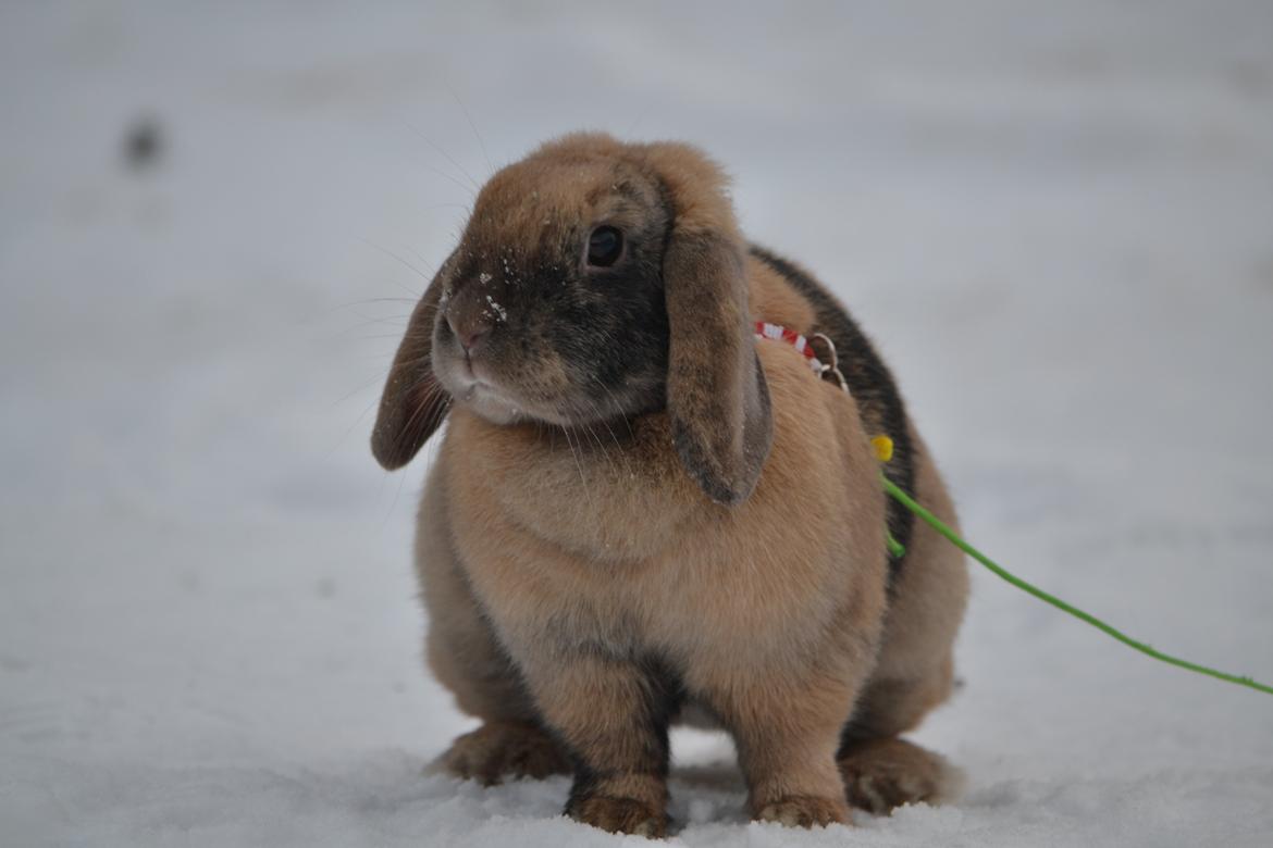Kanin Æblehavens Zorra. - Jepsen Foto - Liva Jepsen.
December 2012 billede 4