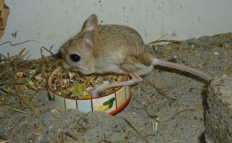 Hestespringer | Oxnard billede 4