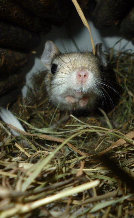 Hestespringer | Pepper billede 4