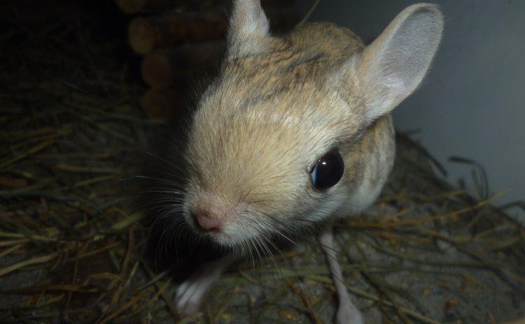 Hestespringer | Pepper - Velkommen til Pepper's profil! billede 1
