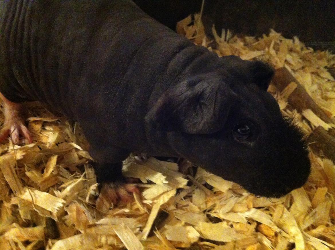 Marsvin Buddy billede 1