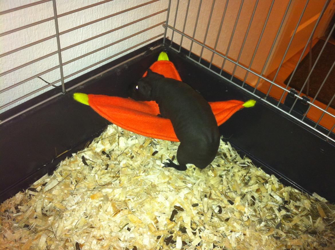 Marsvin Buddy - Budsen tester lige sin nye køje, og nu bliver den flittig brugt ;-) billede 2