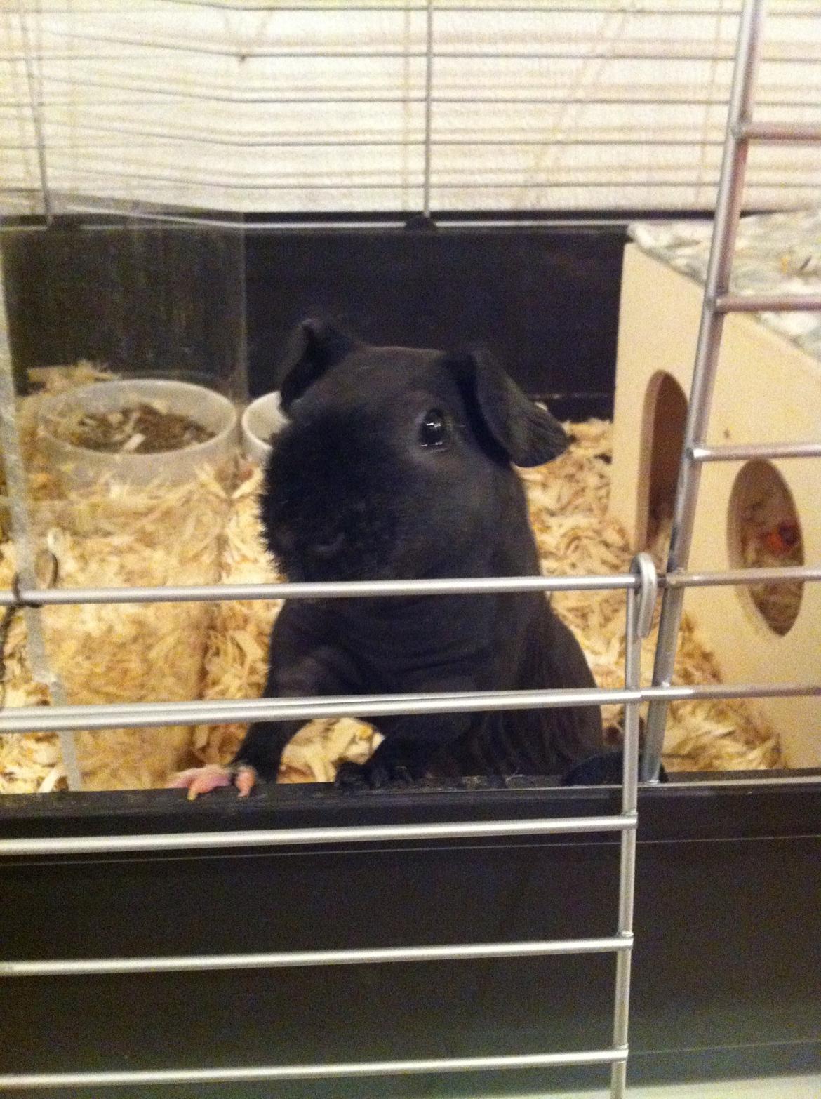 Marsvin Buddy - ynglings beskæftigelse - at tikke mad :-D billede 3