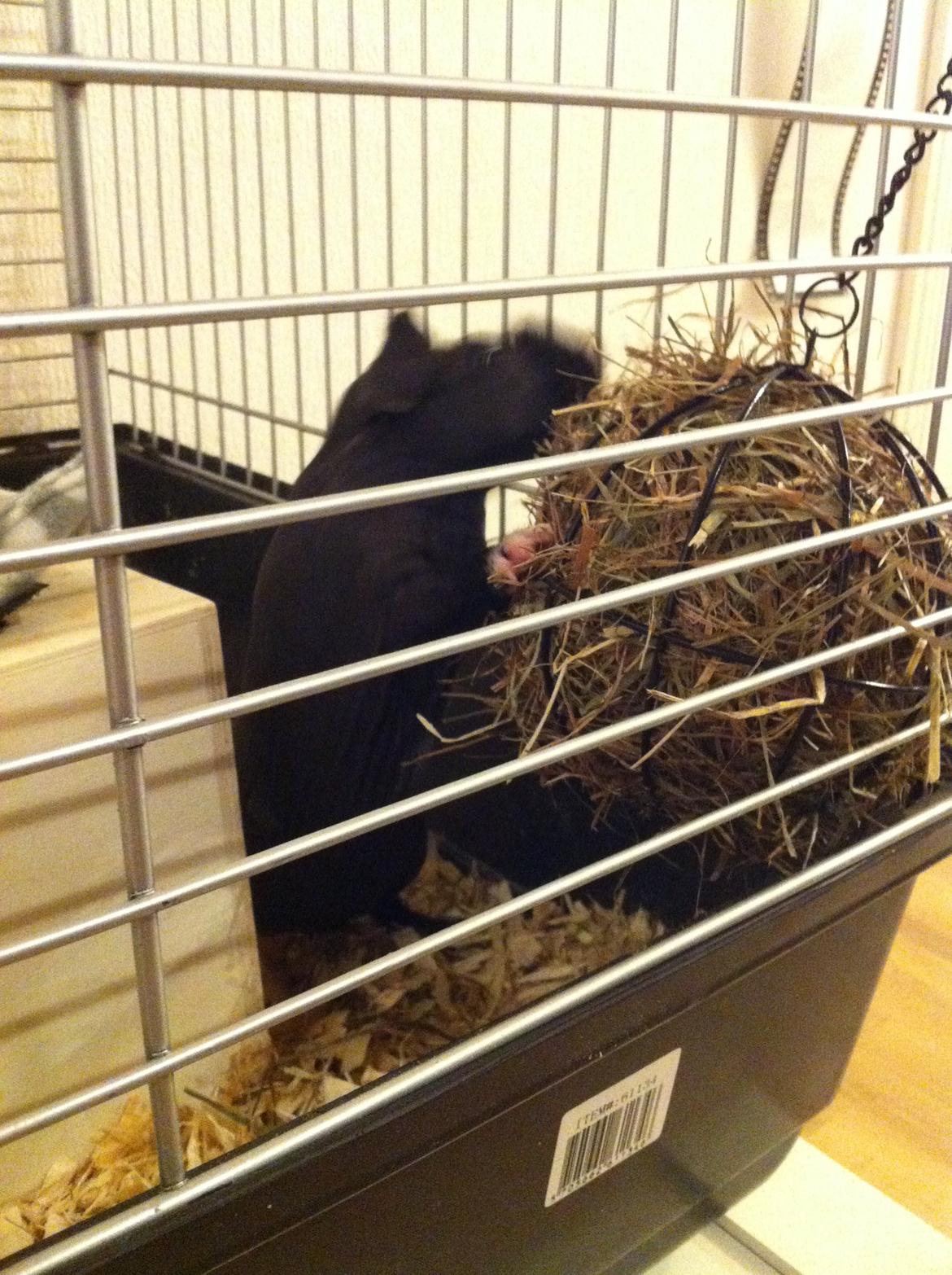 Marsvin Buddy billede 4