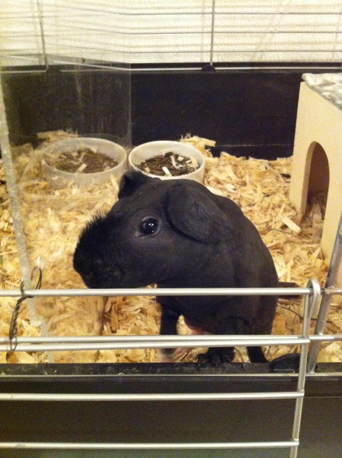 Marsvin Buddy billede 5