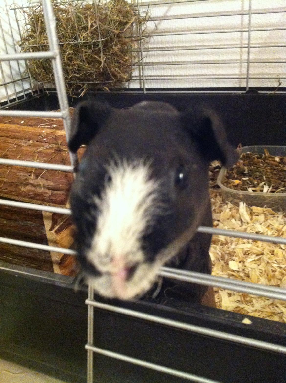 Marsvin Dexter - Har du mad med? billede 1