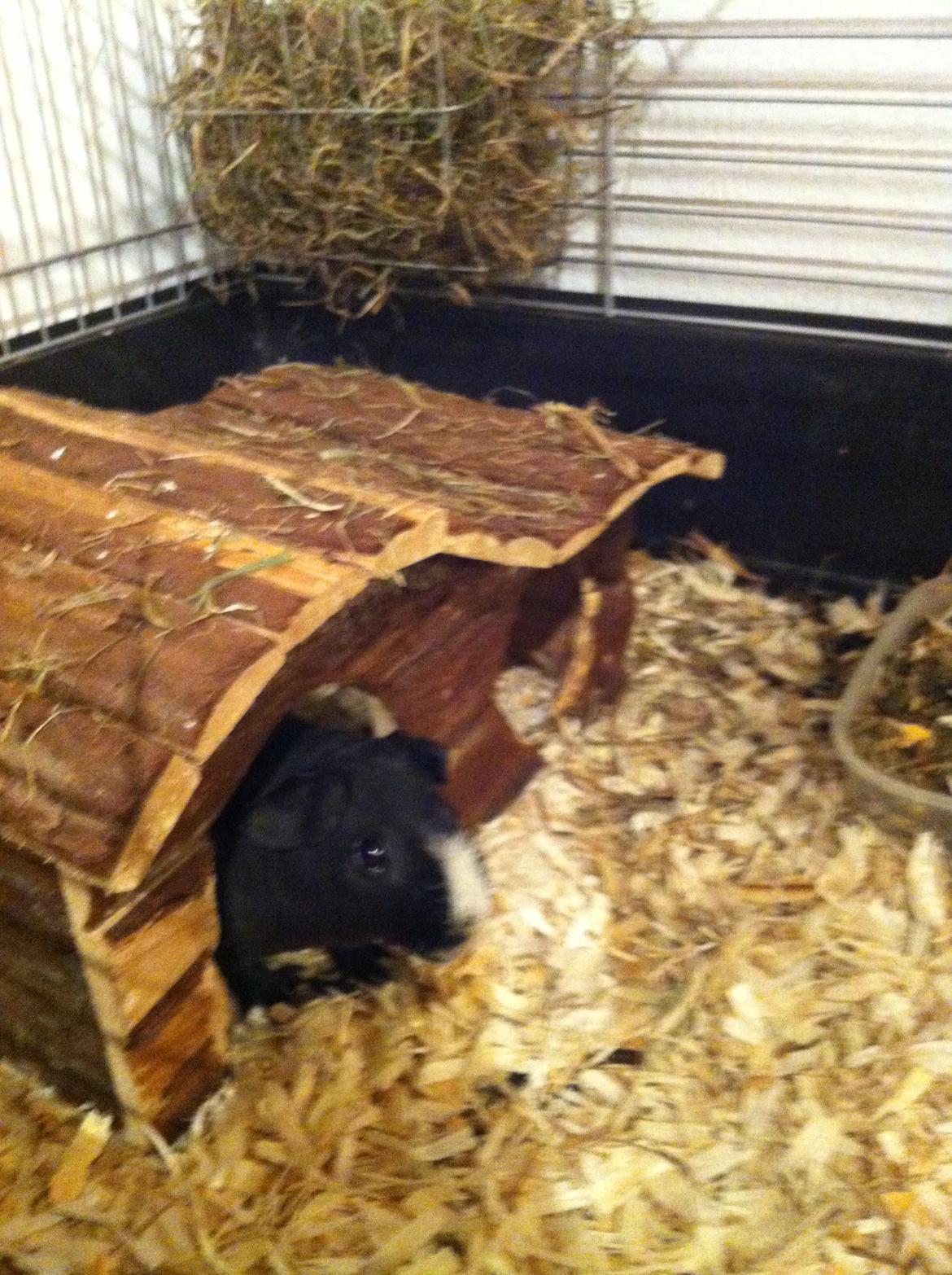 Marsvin Dexter billede 2