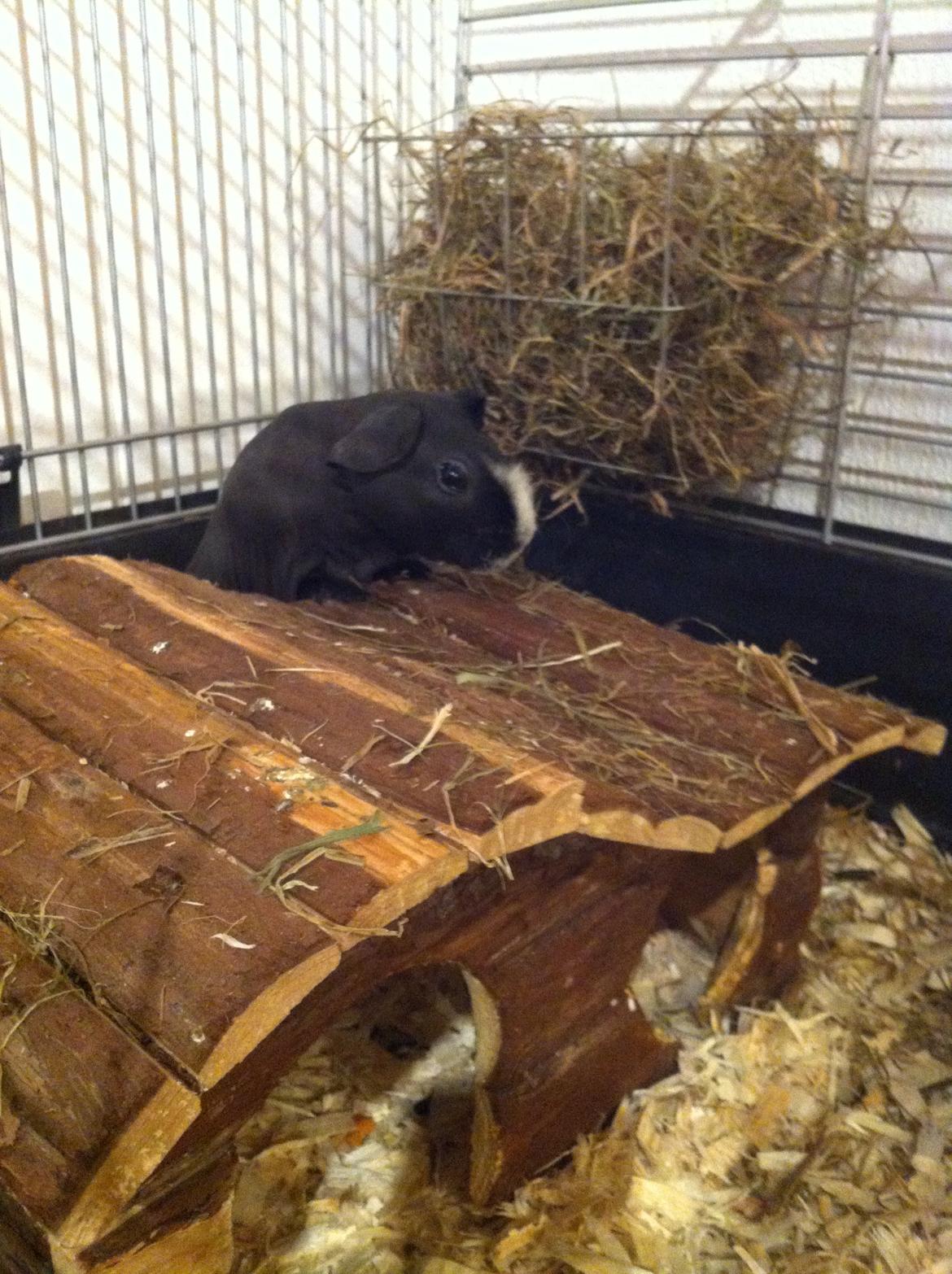 Marsvin Dexter billede 3