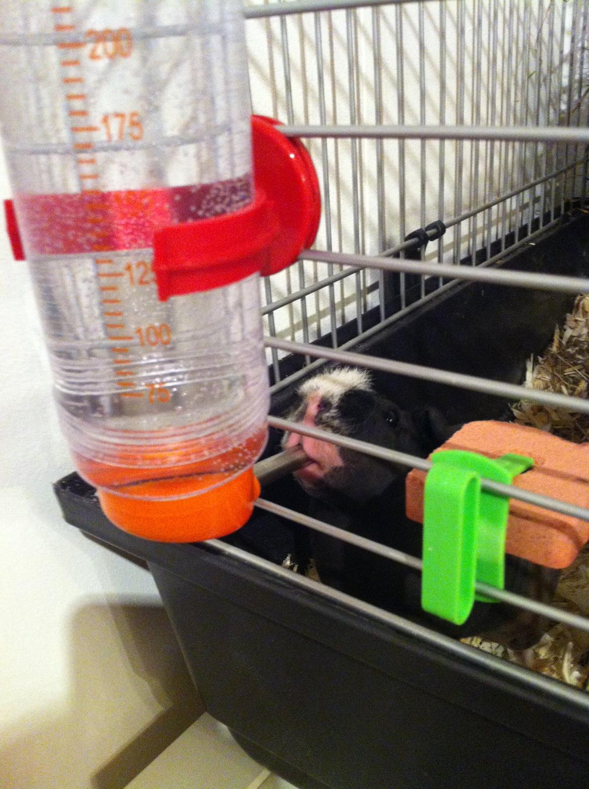 Marsvin Dexter billede 4