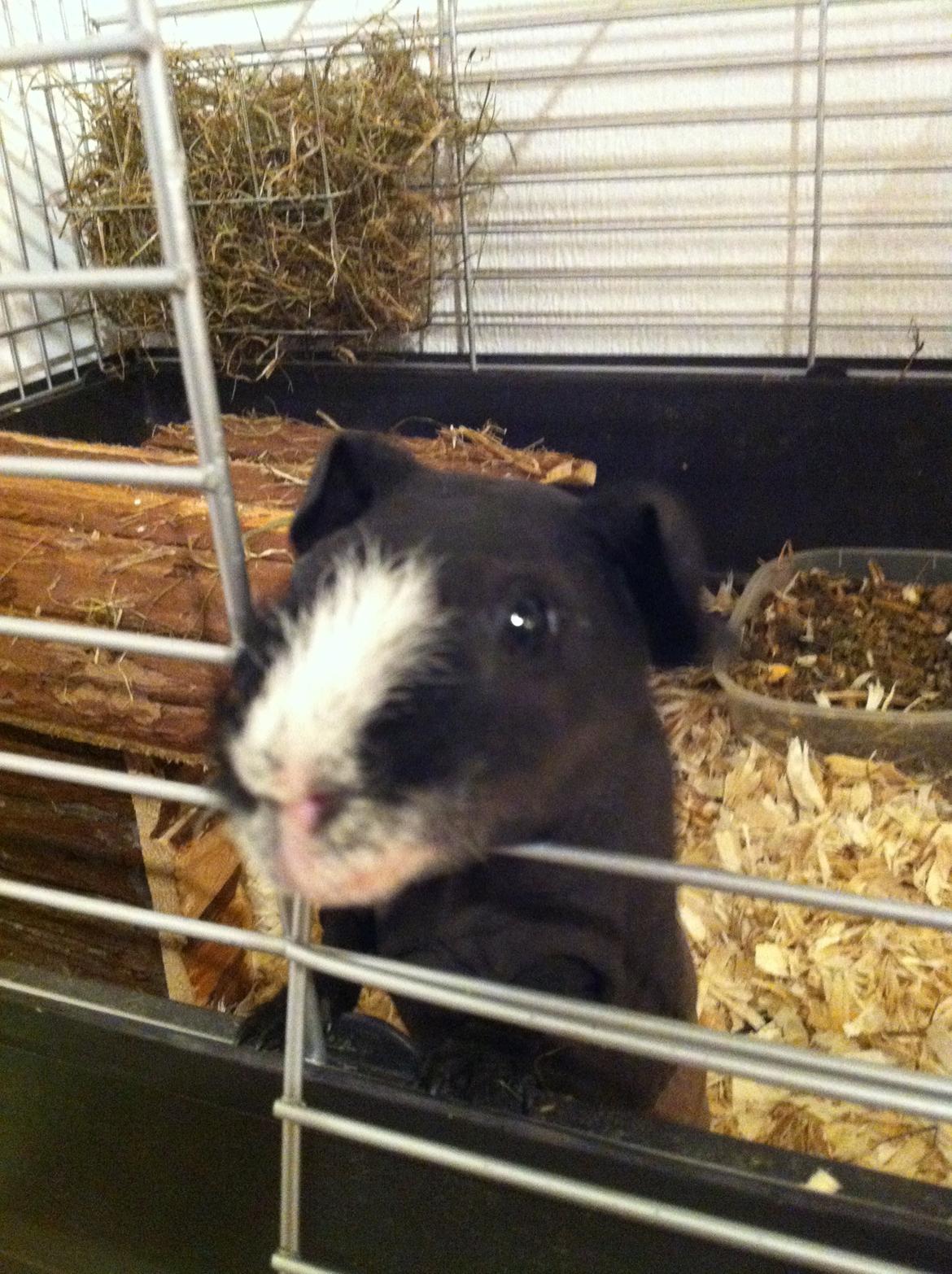 Marsvin Dexter billede 5