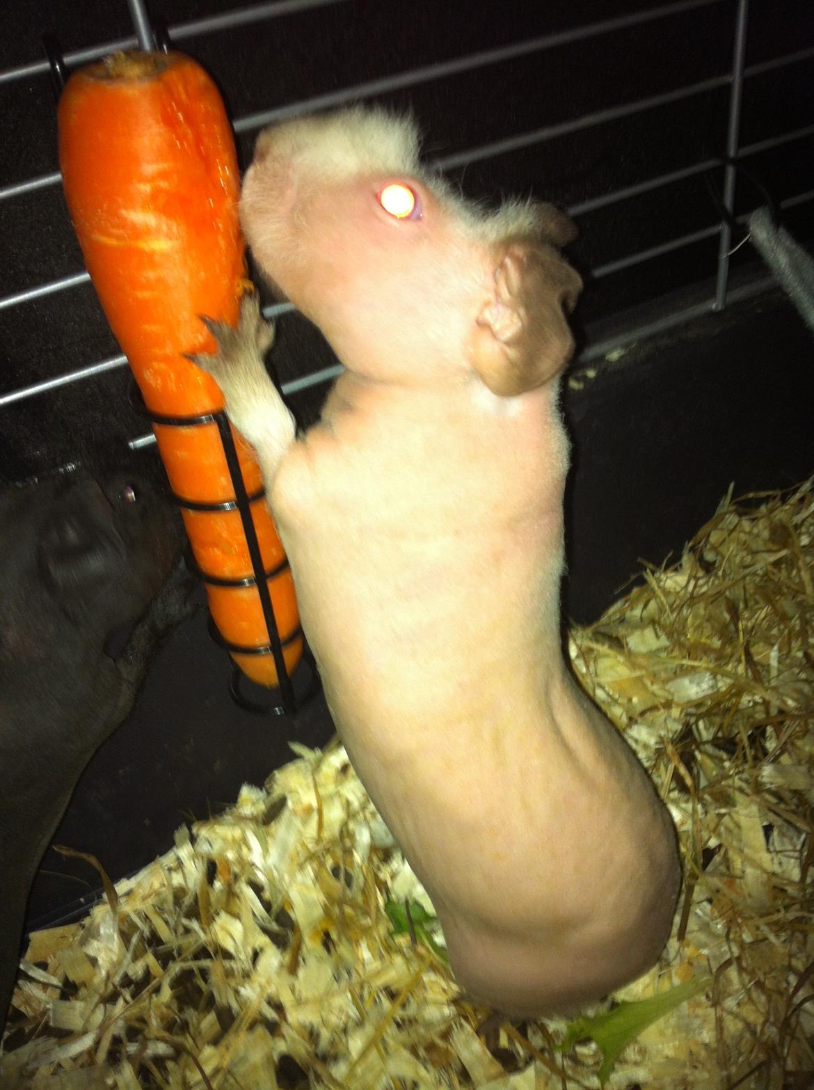 Marsvin Flintstones Smilla billede 4