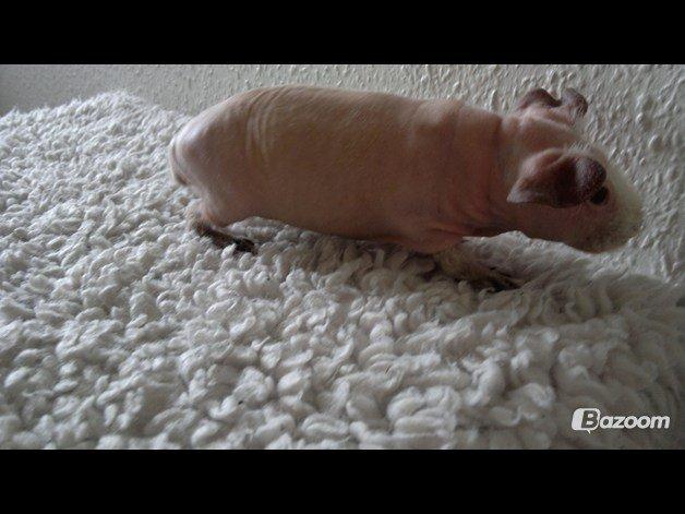 Marsvin Flintstones Smilla - Smilla ved sin forrige ejer :-) billede 5