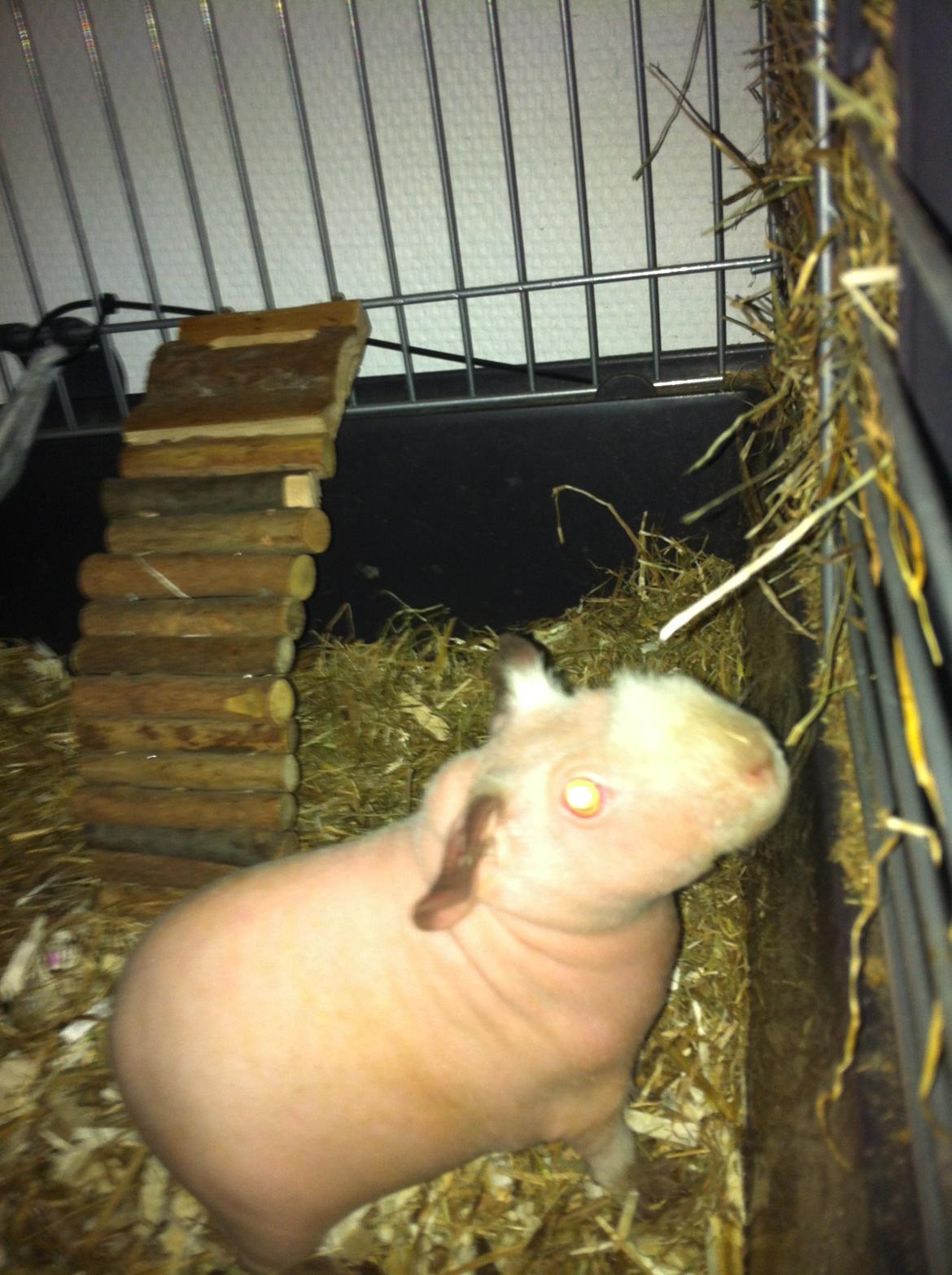 Marsvin Flintstones Smilla billede 7