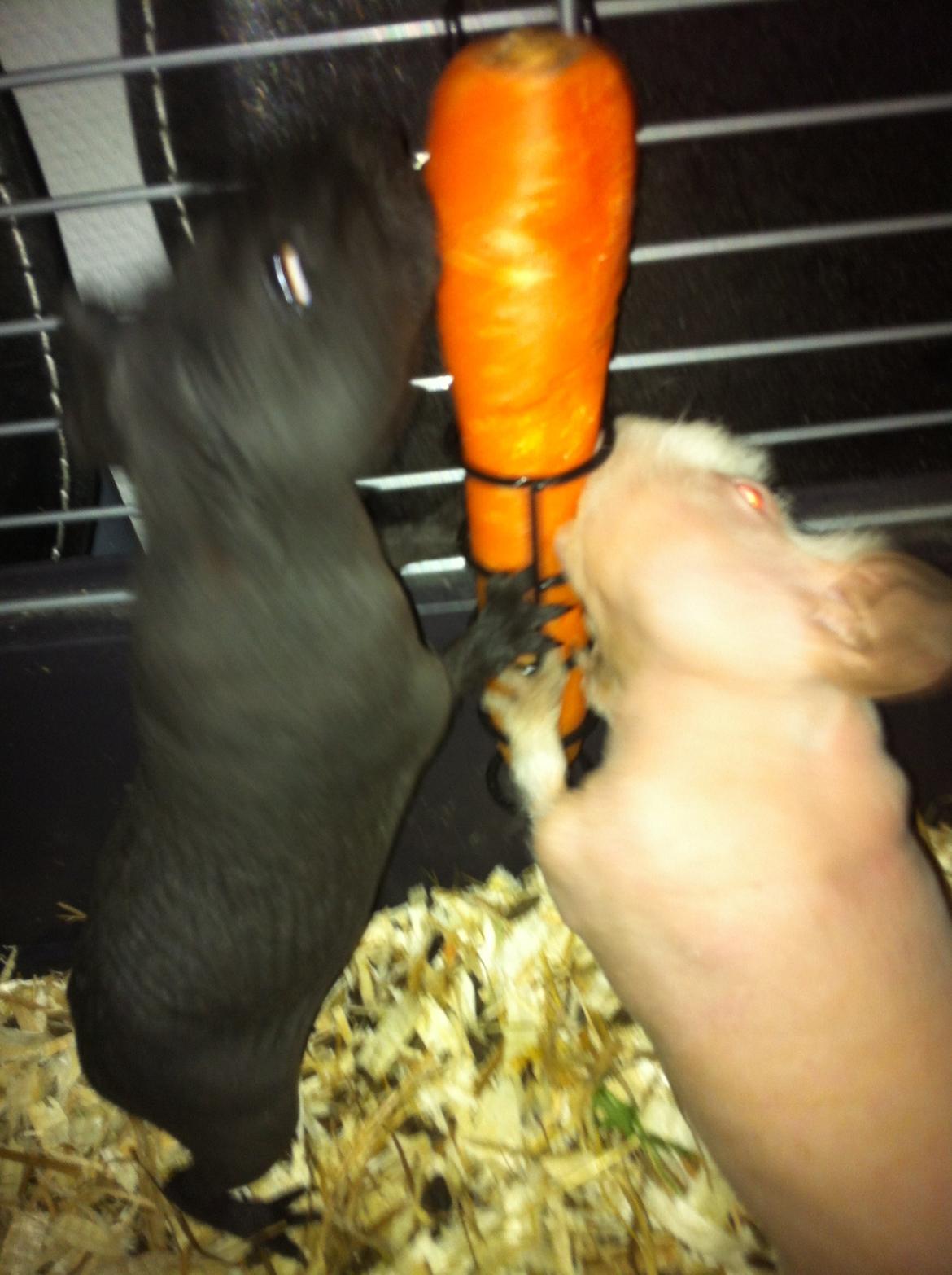 Marsvin Flintstones Smilla billede 8