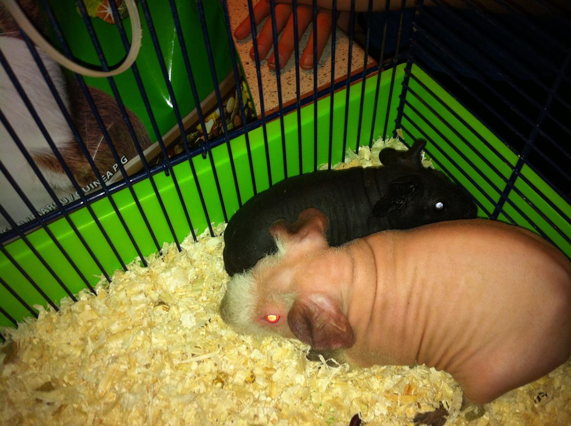 Marsvin Flintstones Smilla - lige da jeg havde fået dem hjem :-) billede 9