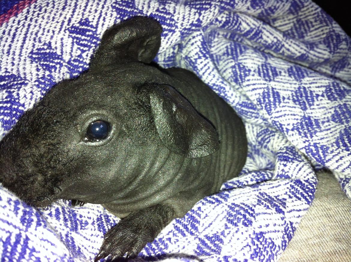 Marsvin Abby billede 5