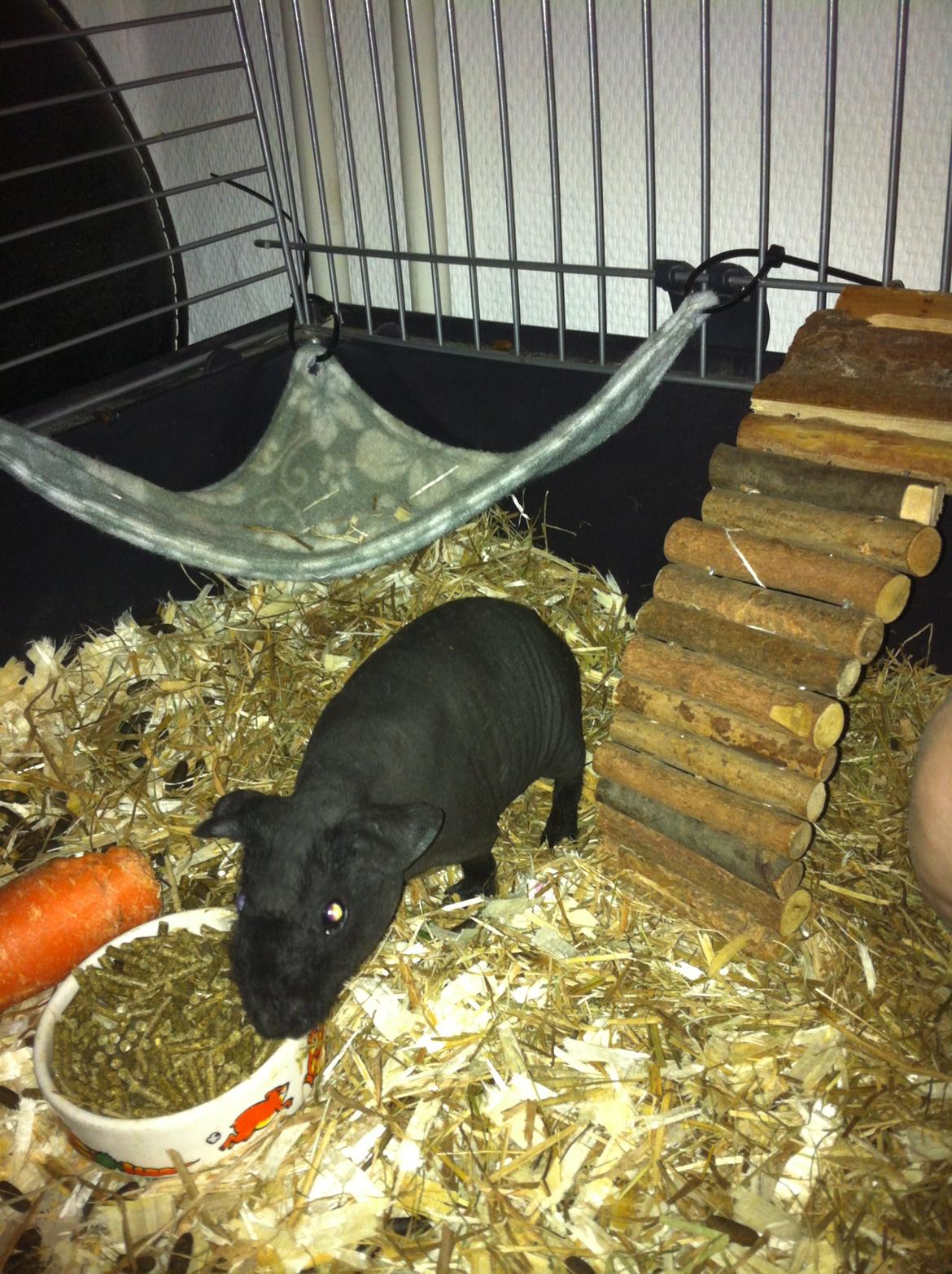 Marsvin Abby billede 6