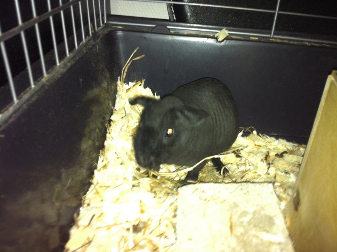 Marsvin Abby billede 7