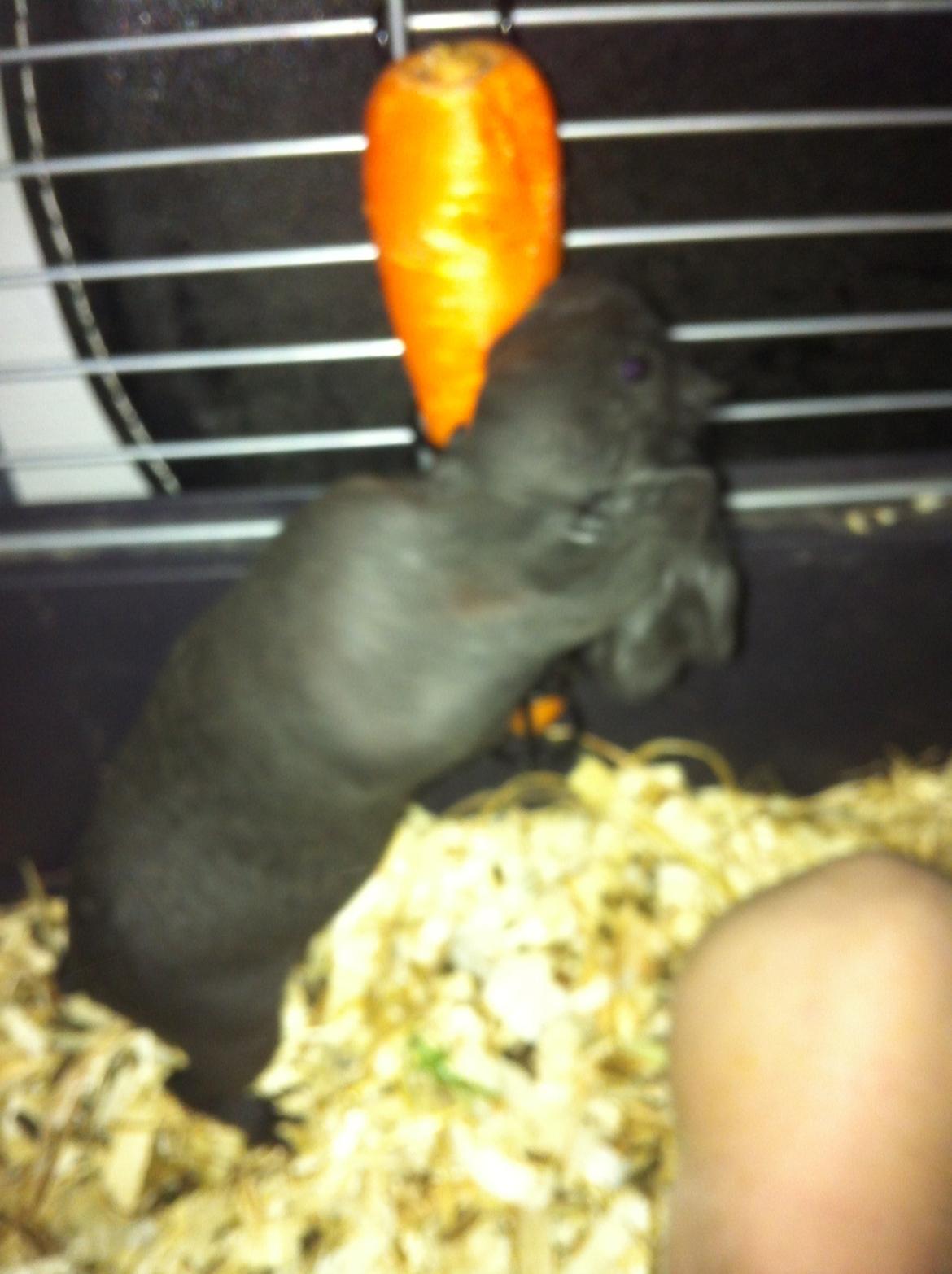 Marsvin Abby billede 8