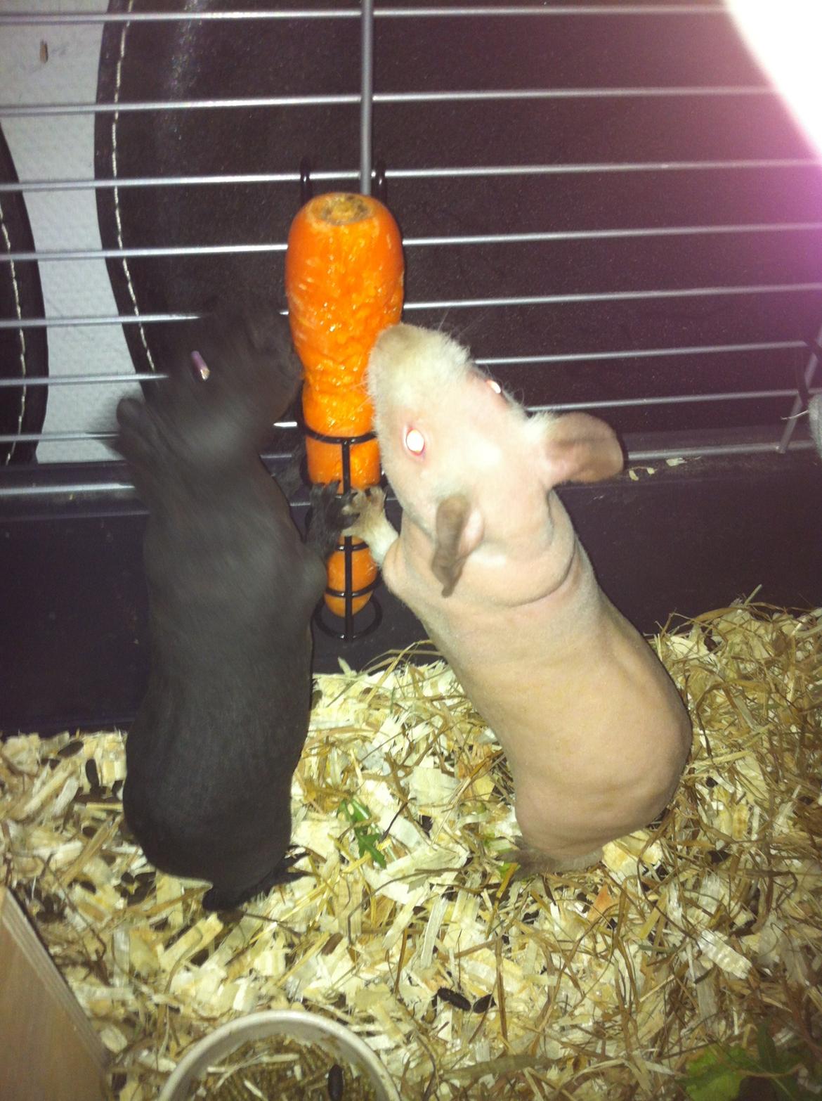 Marsvin Abby billede 9