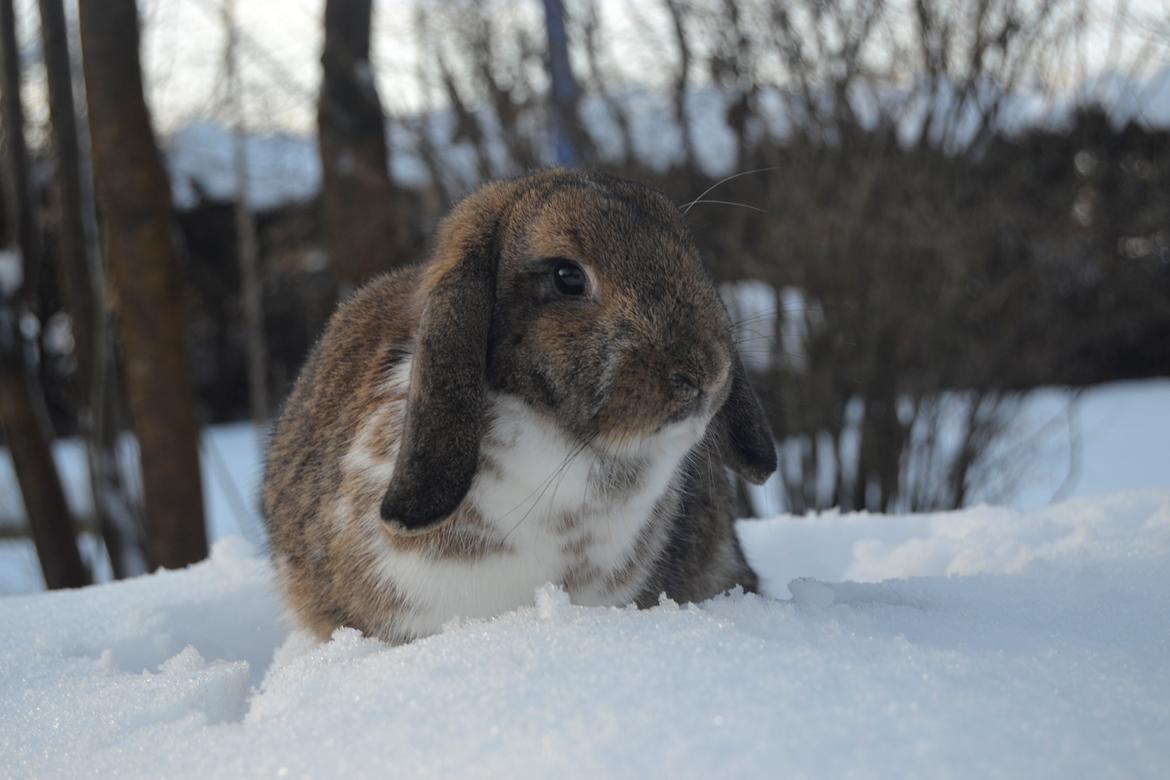 Kanin Aloreda's Kalaha billede 14