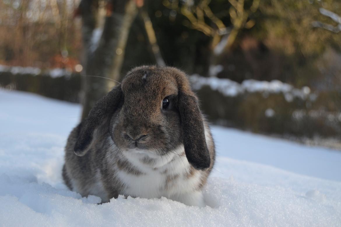 Kanin Aloreda's Kalaha billede 15