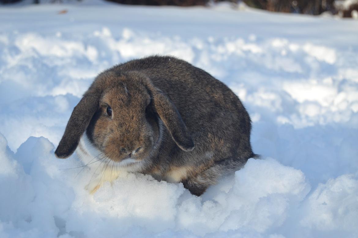 Kanin Aloreda's Kalaha billede 16