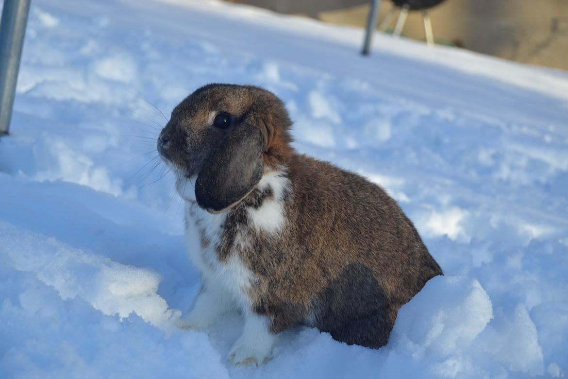 Kanin Aloreda's Kalaha billede 17