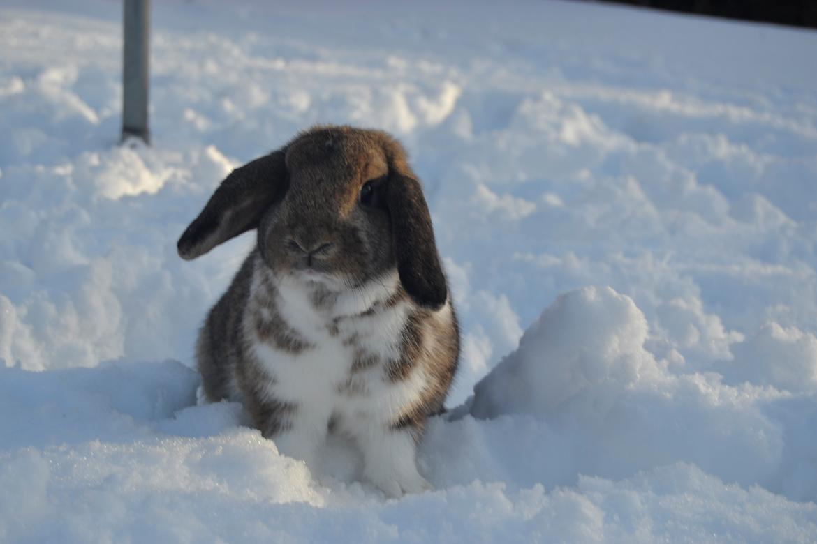 Kanin Aloreda's Kalaha billede 18