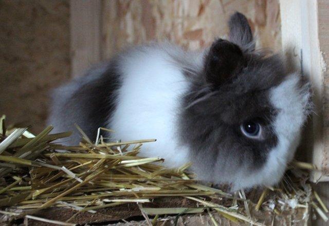 Kanin Stramaj billede 1