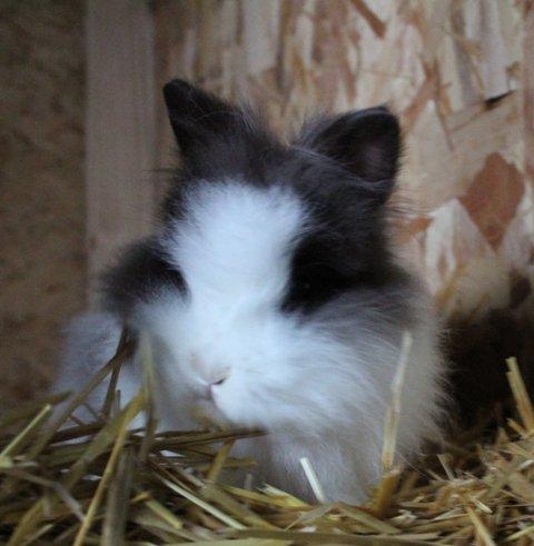 Kanin Stramaj billede 2