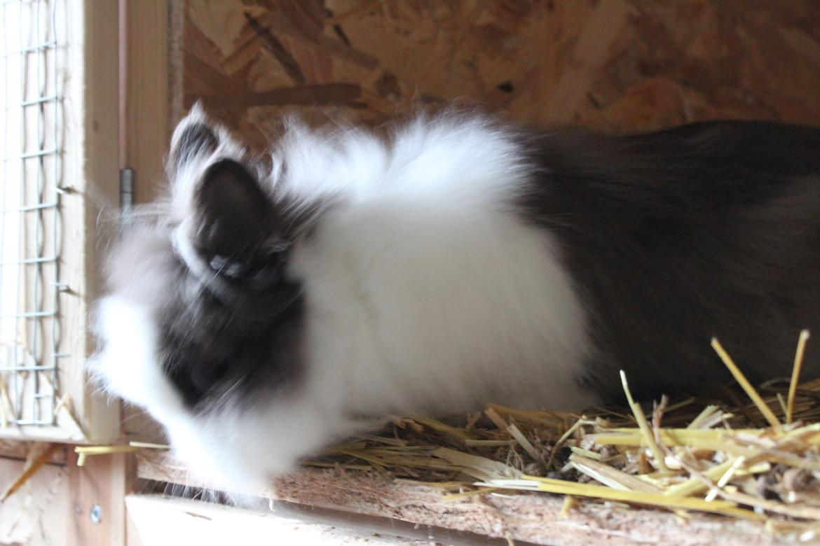 Kanin Stramaj billede 3