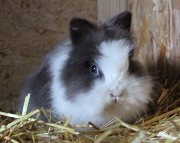 Kanin Stramaj billede 4