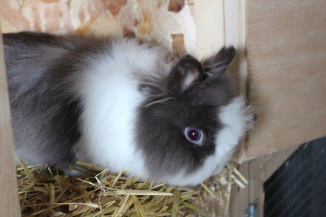 Kanin Stramaj billede 5