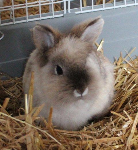 Kanin Molly billede 1