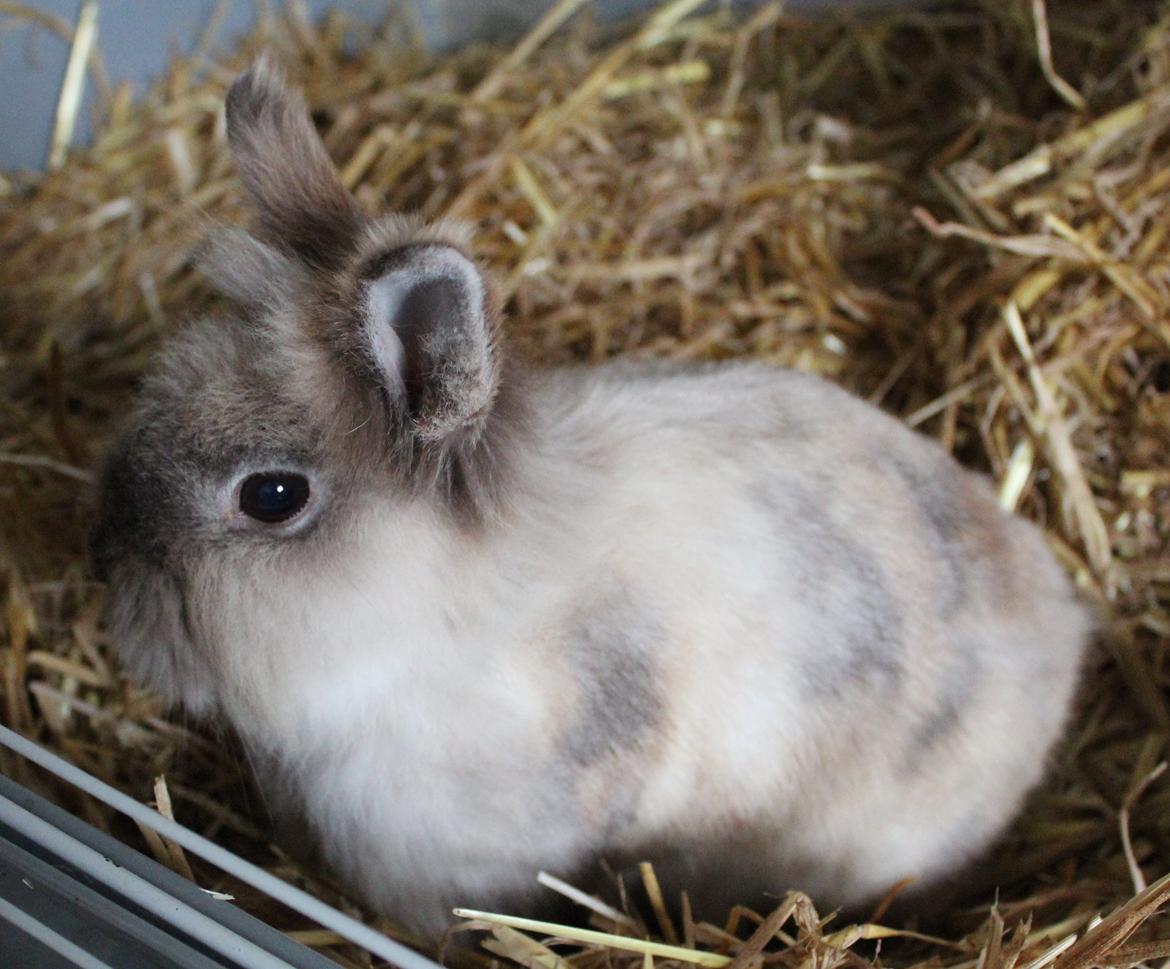 Kanin Molly billede 2