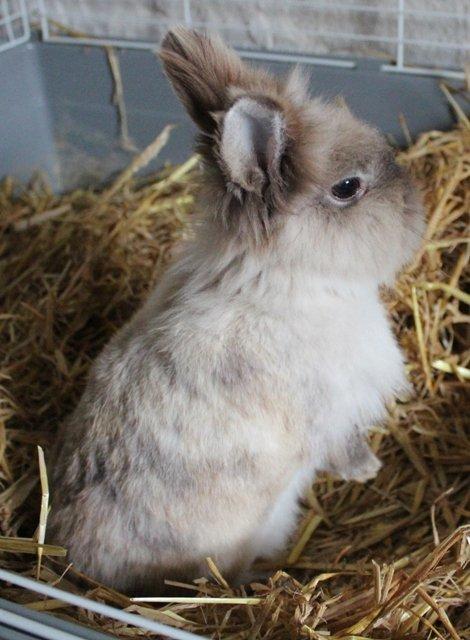 Kanin Molly billede 3