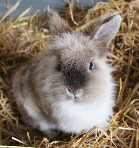 Kanin Molly billede 4